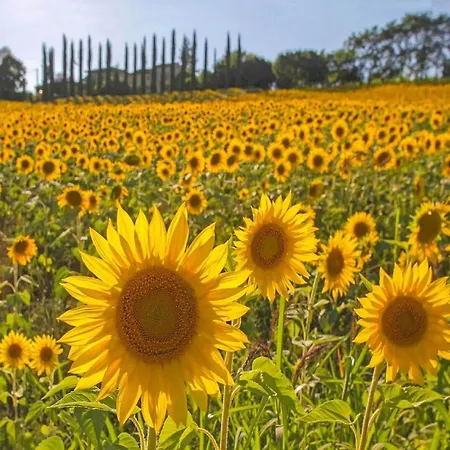 In Tuscany With Private Pool Vakantiehuis
